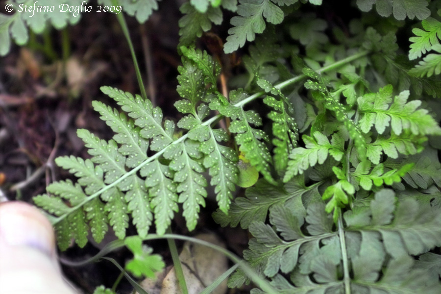 Asplenium cfr. obovatum (P.N. Talassemtane, Marocco)